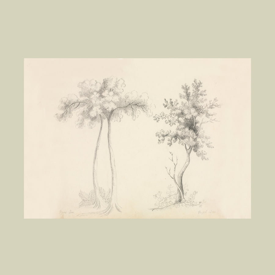 Drawings.104. Tree Studies. Vintage Art Print (c.1897. American)