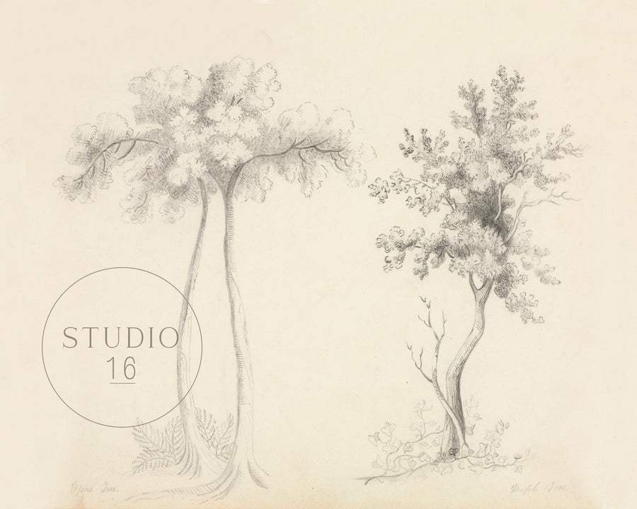 Drawings.104. Tree Studies. Vintage Art Print (c.1897. American)