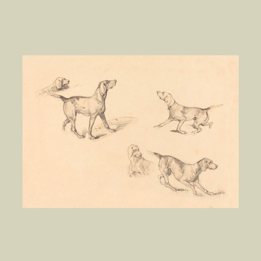 Drawings.108. French Pointer Study. Vintage Art Print (c.1826. English)