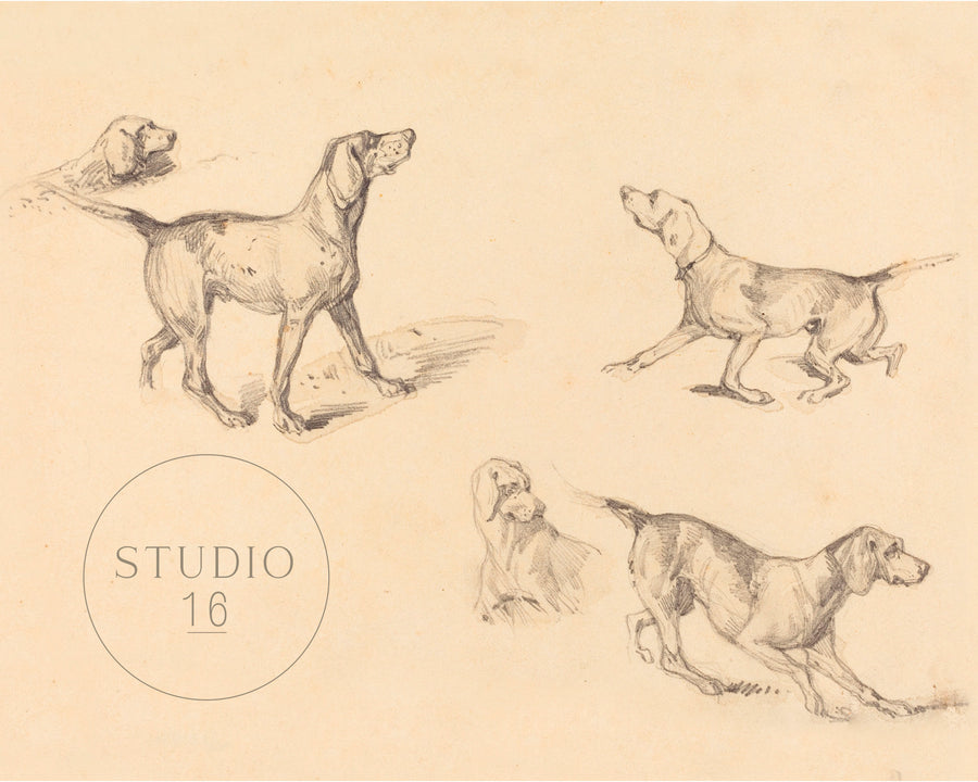 Drawings.108. French Pointer Study. Vintage Art Print (c.1826. English)